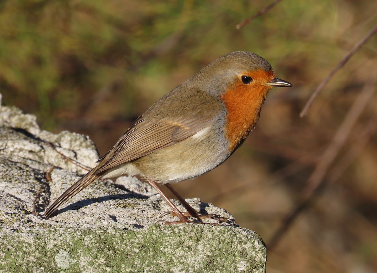 European Robin - ML646678946