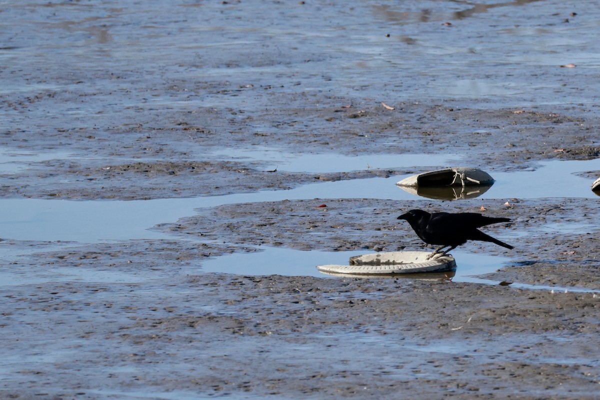 Cornacchia nera - ML646678947