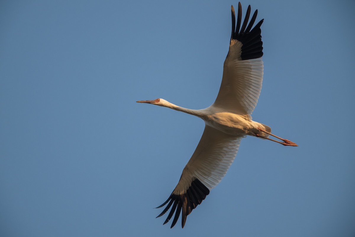 Siberian Crane - ML646678948