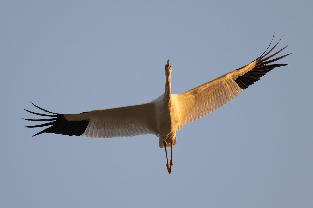 Siberian Crane - ML646678950