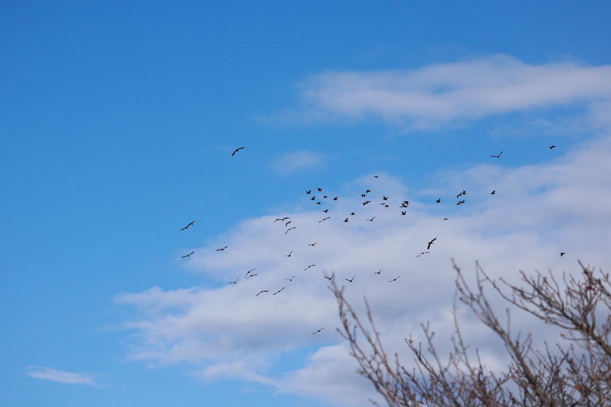 Great Cormorant - ML646678952