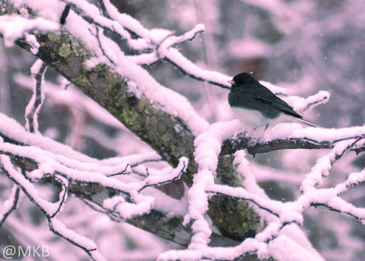 Юнко сірий - ML646678953