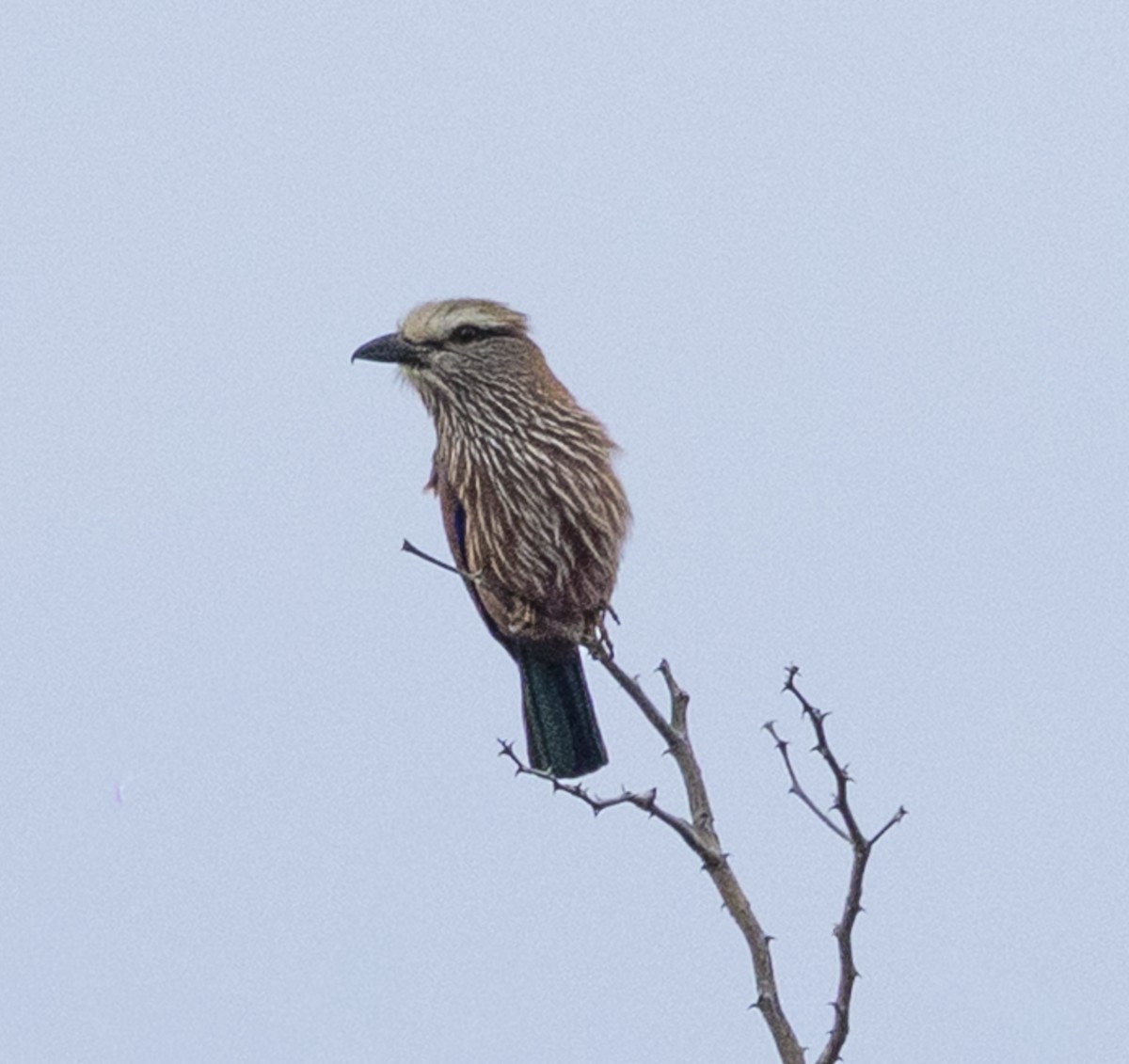 Purple Roller - ML646678954