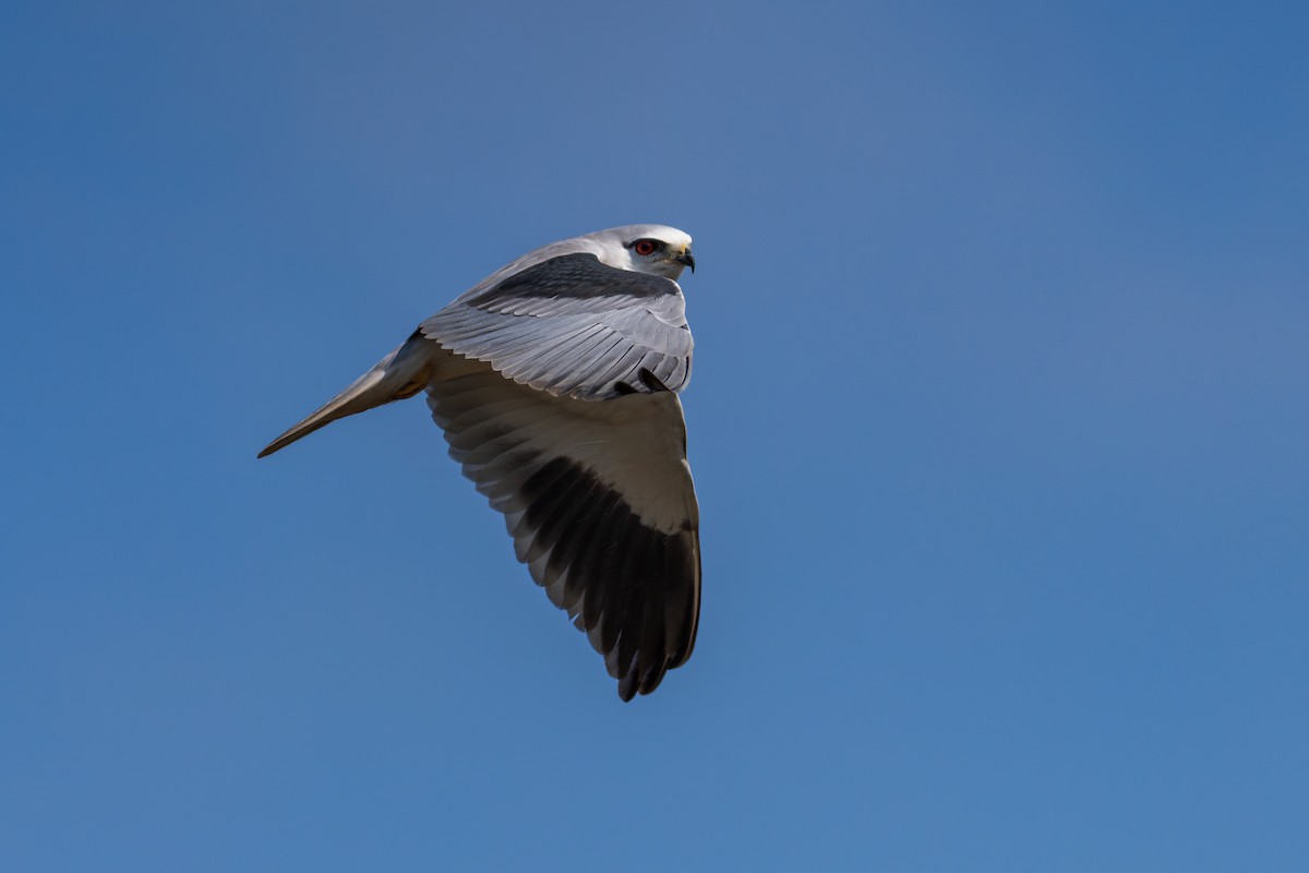 Black-winged Kite - ML646678955