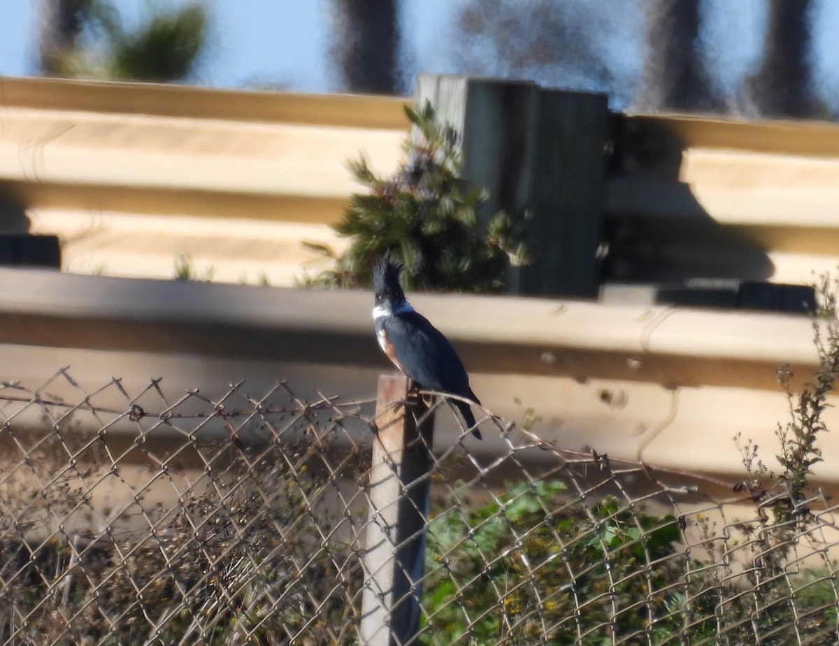 Martin handi iparramerikarra - ML646678957