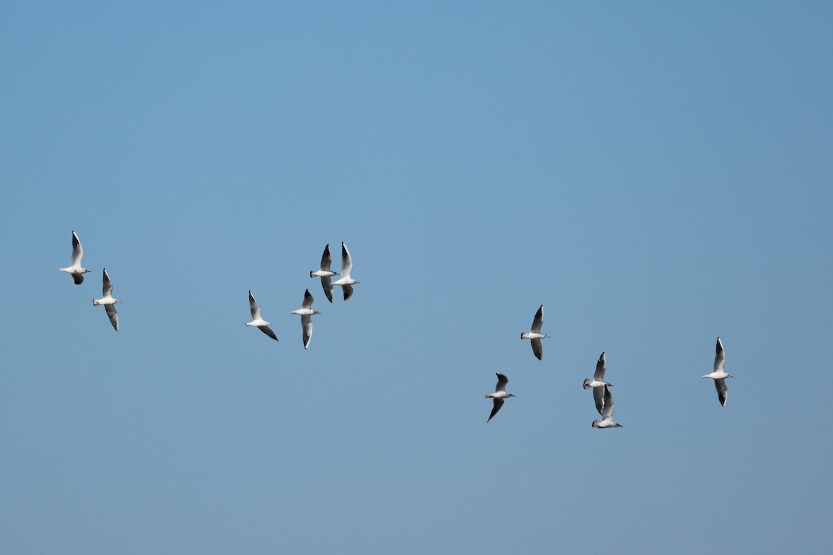 Gabbiano comune - ML646678958