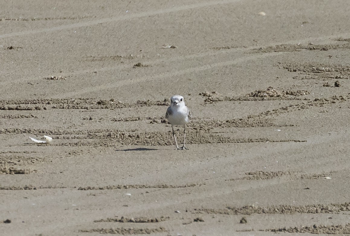 カオジロシロチドリ - ML646678961