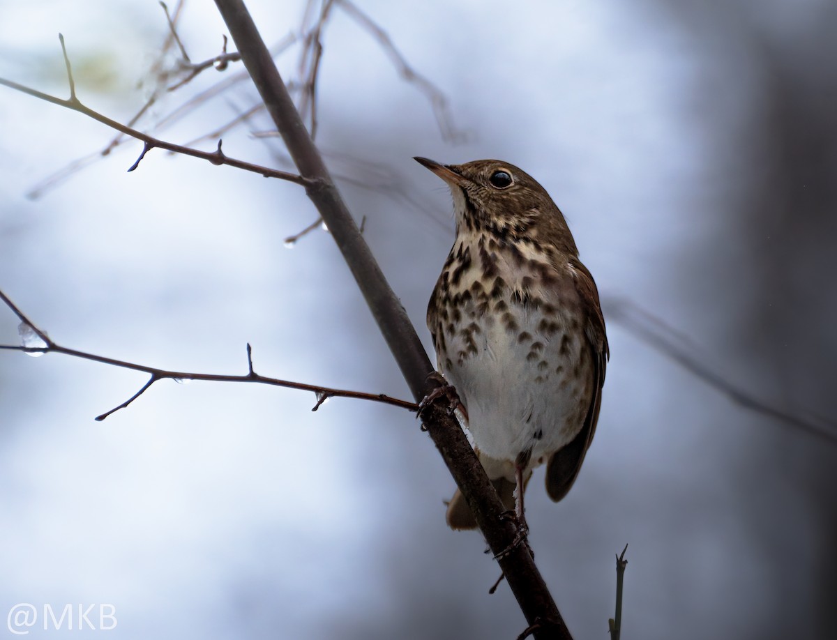 Дрізд-короткодзьоб плямистоволий - ML646678962