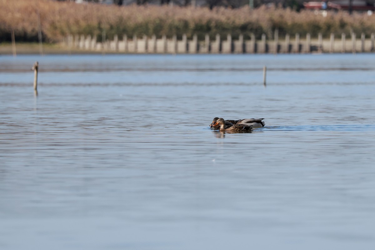 Germano reale - ML646678964