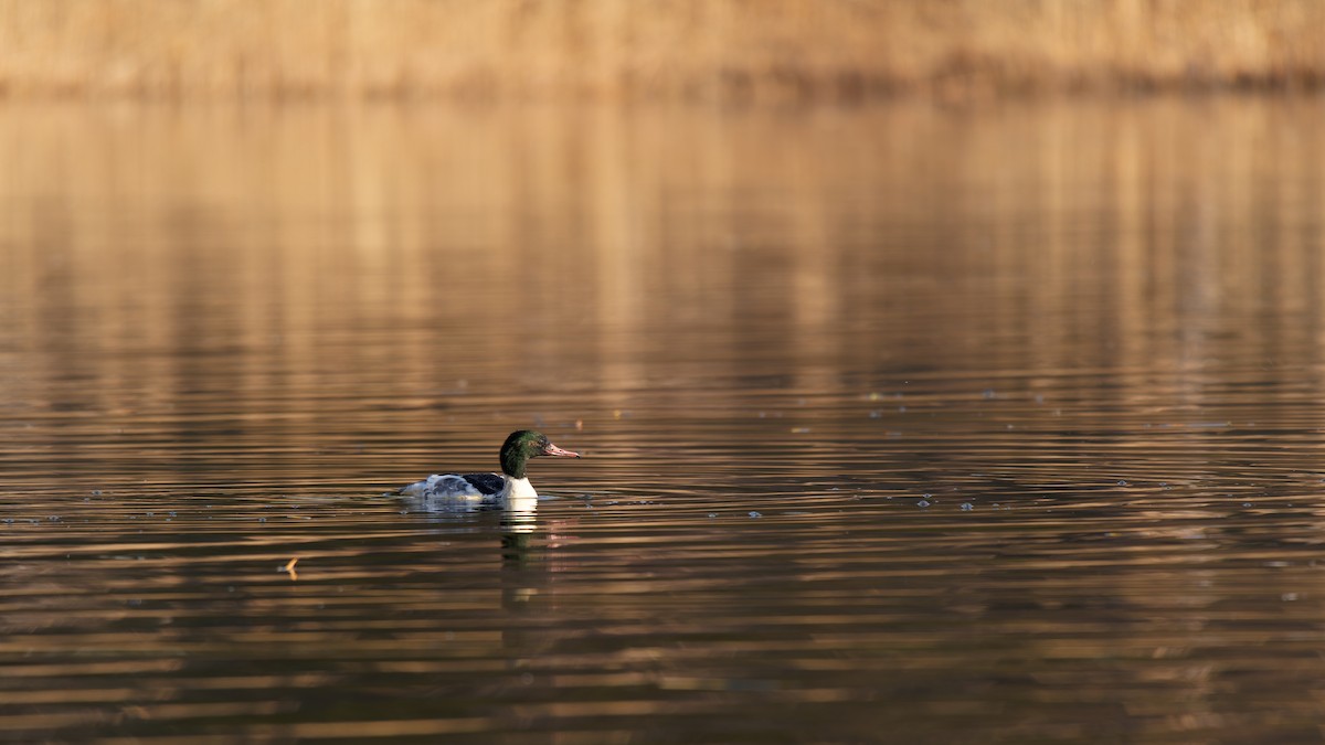 Common Merganser - ML646678965