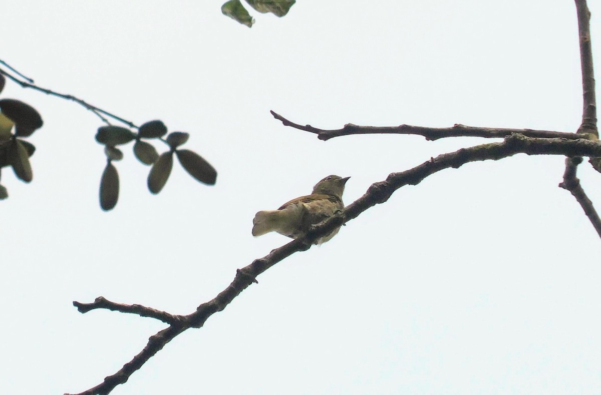 Cassin's Honeybird - ML646678966