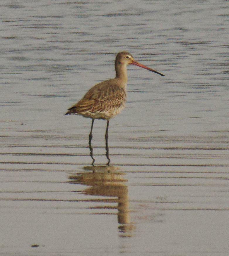 לימוזה מצויה/חומת-בטן - ML646678967