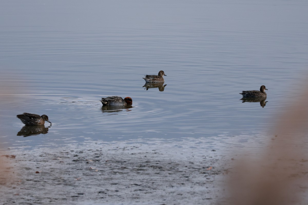 Alzavola - ML646678968