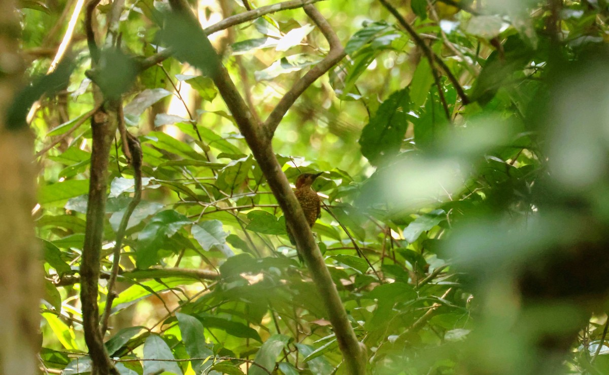 Brown-eared Woodpecker - ML646678971
