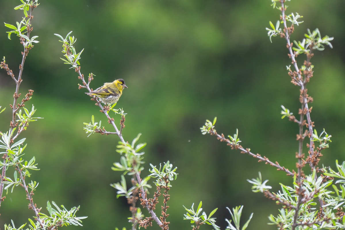 Erlenzeisig - ML646678972