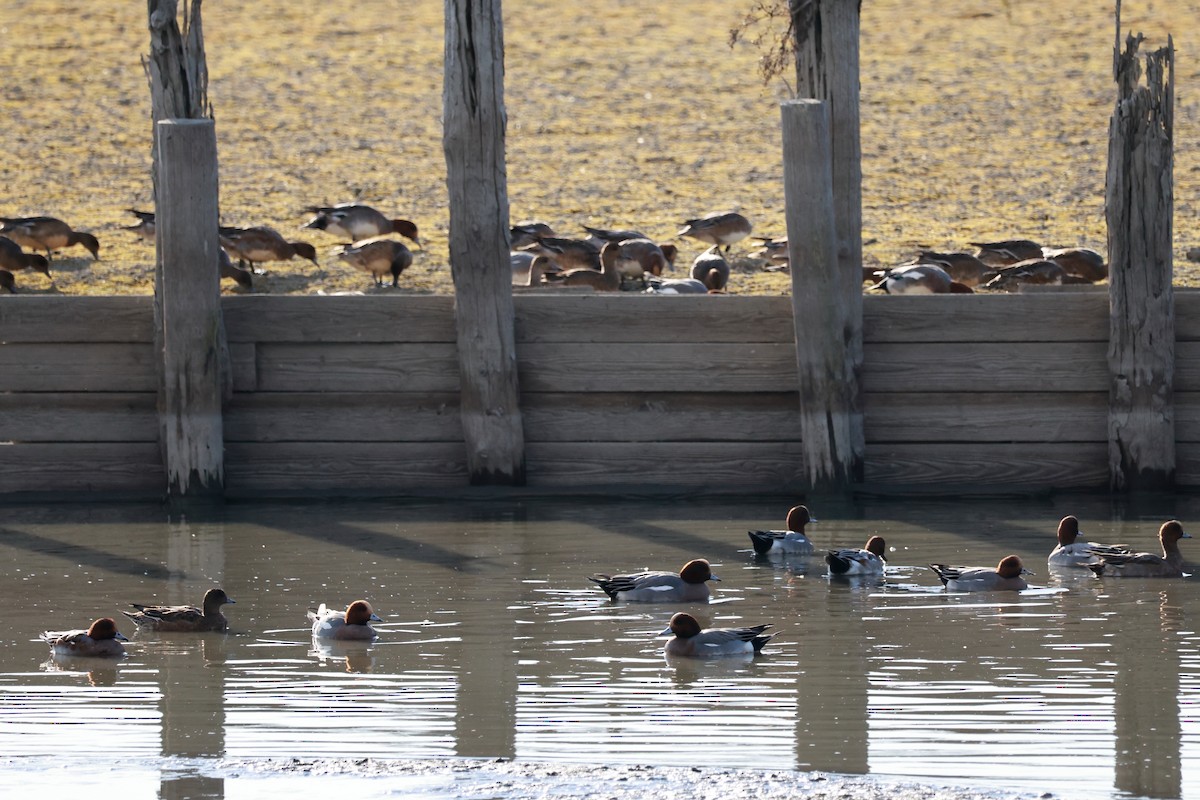 Fischione - ML646678975