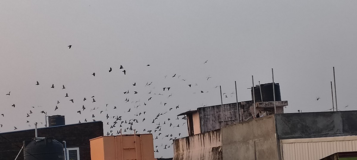 Rock Pigeon (Feral Pigeon) - ML646678978