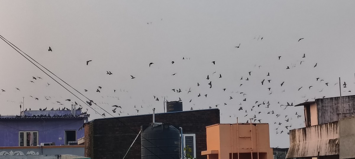 Rock Pigeon (Feral Pigeon) - ML646678979