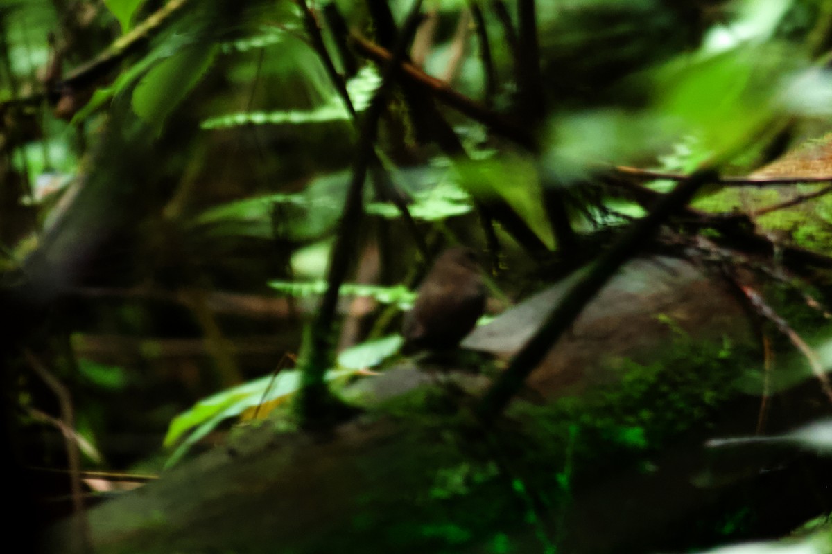 Mooszwergpfeifer - ML646678980