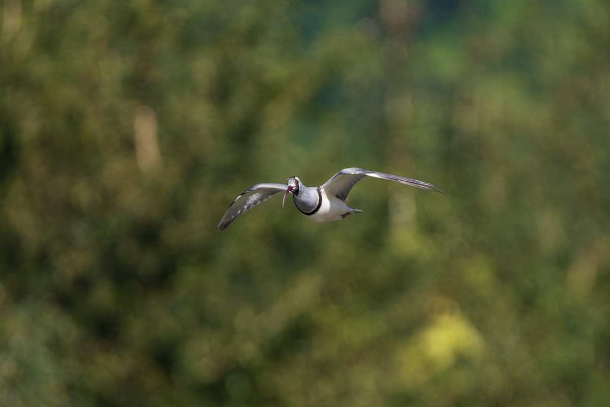 Ibisbill - ML646678987