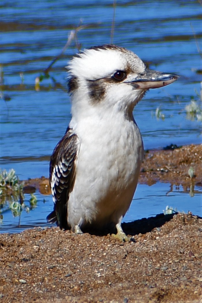 Laughing Kookaburra - ML646678988