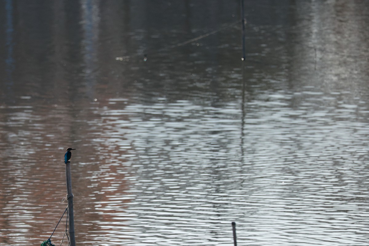 Martin pescatore - ML646678989