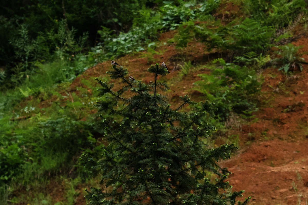 Schuppenkopfgimpel - ML646678993