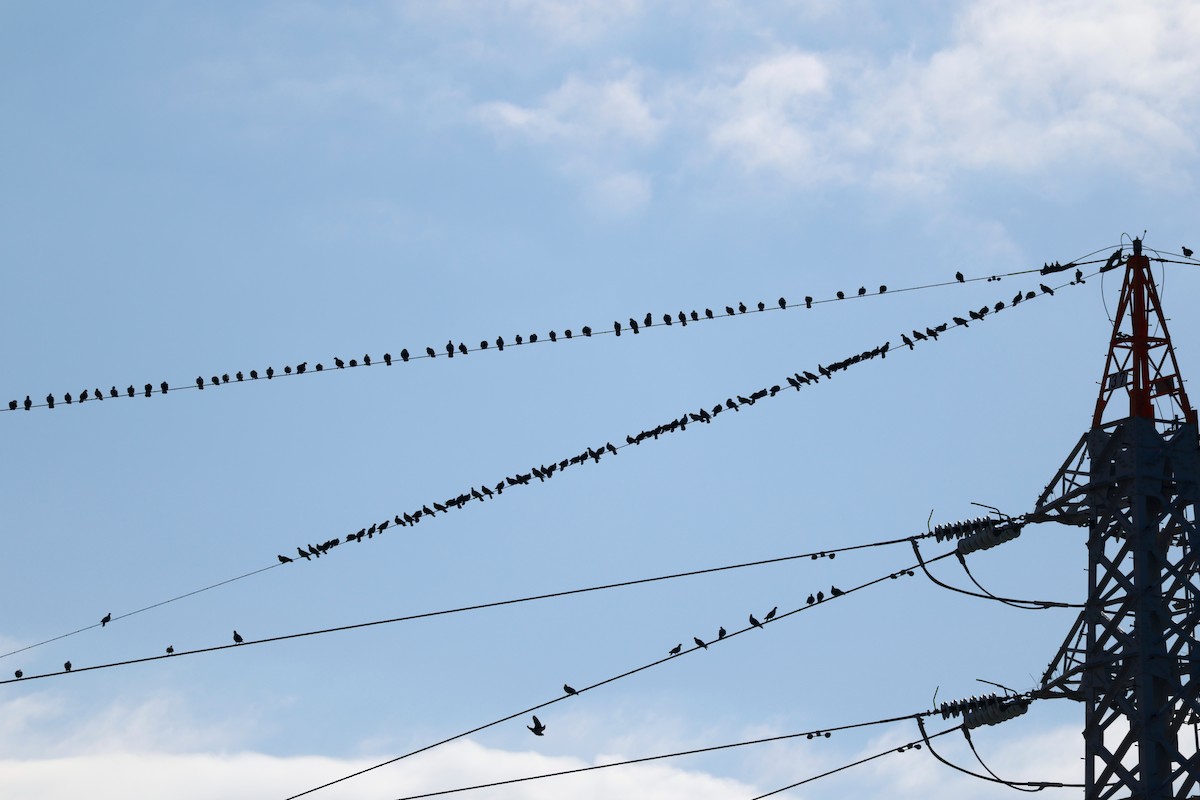 Piccione domestico - ML646678996