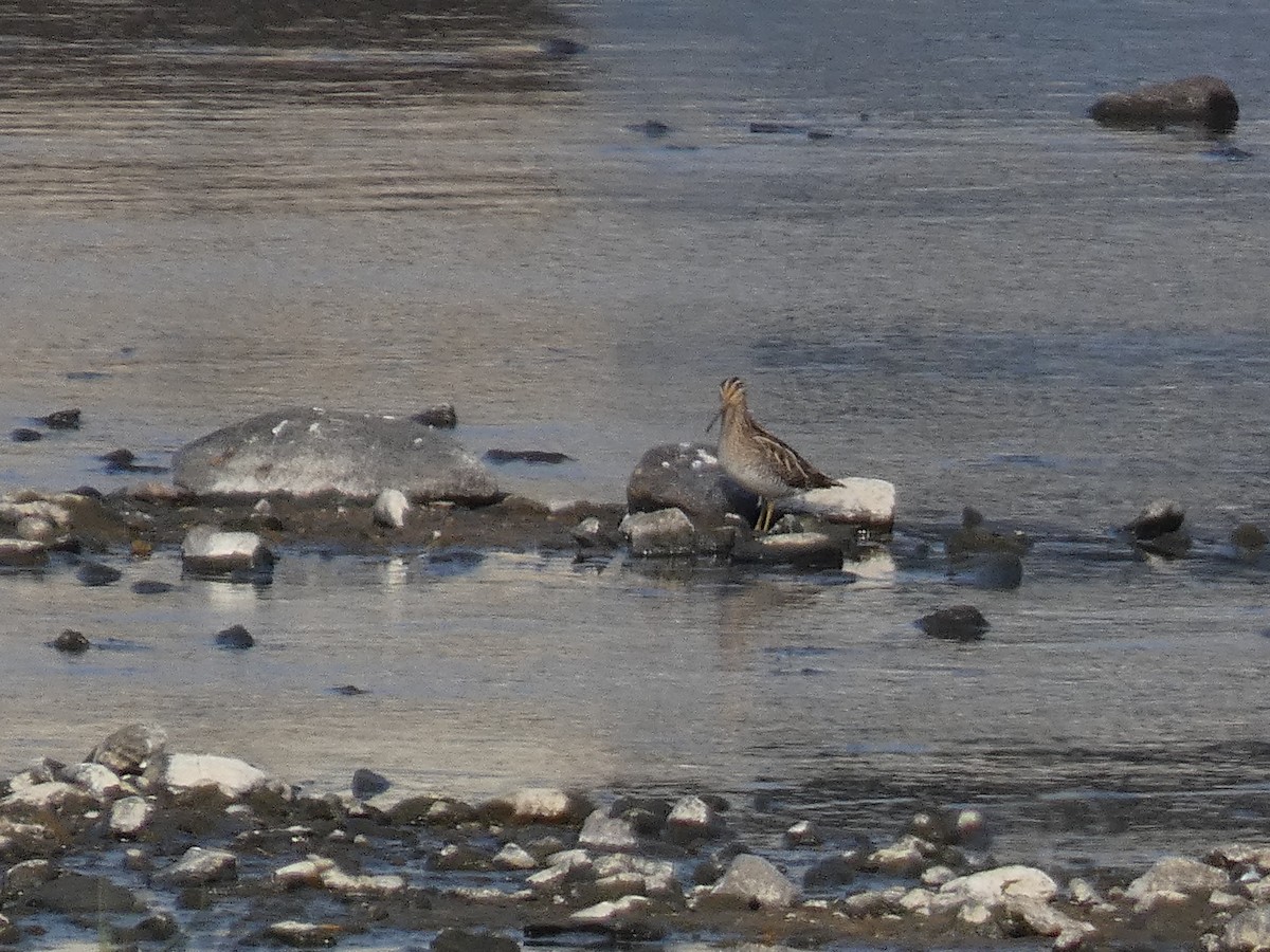 Common Snipe - ML646678998