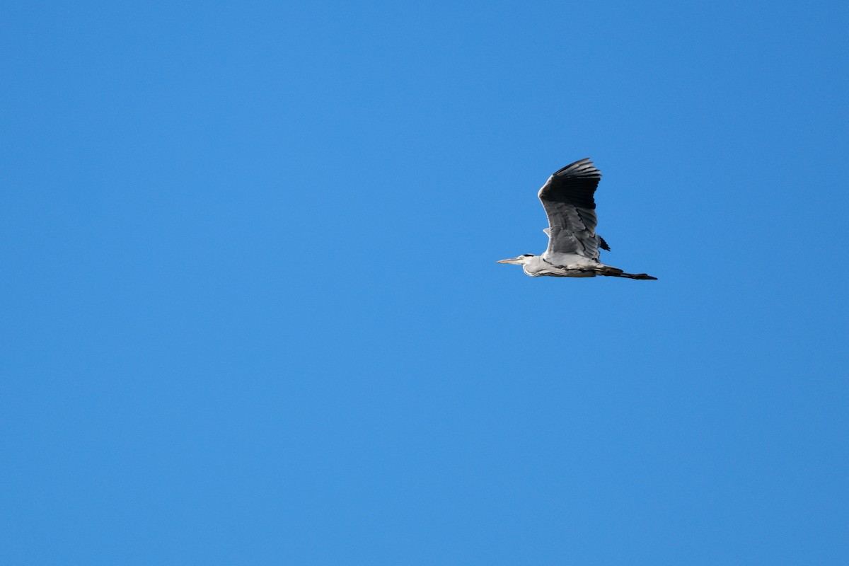 Airone cenerino - ML646679000