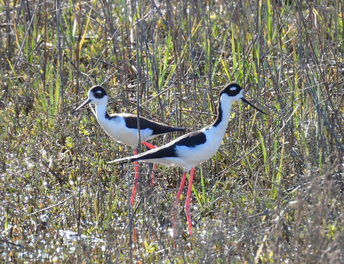 Zankaluze kaskabeltza - ML646679001