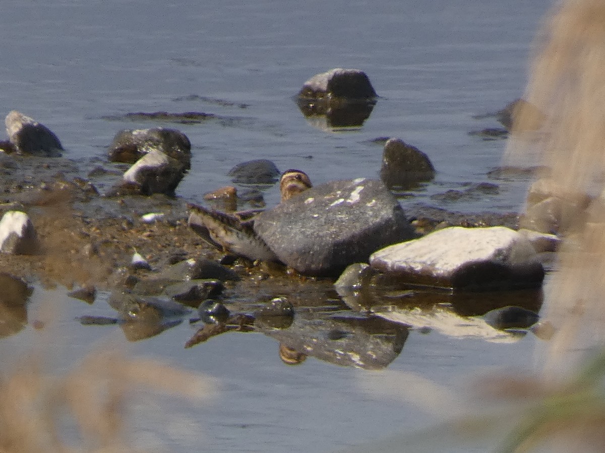 Common Snipe - ML646679002