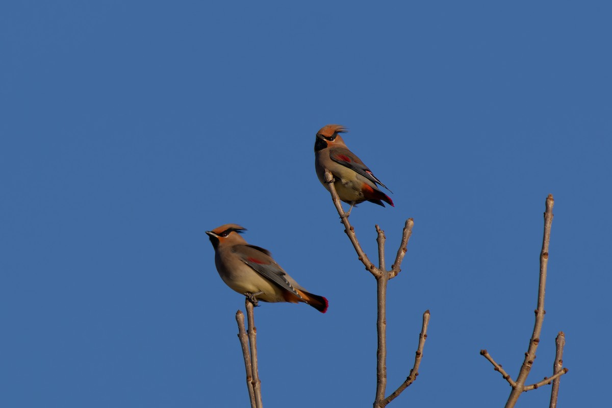 Japanese Waxwing - ML646679003