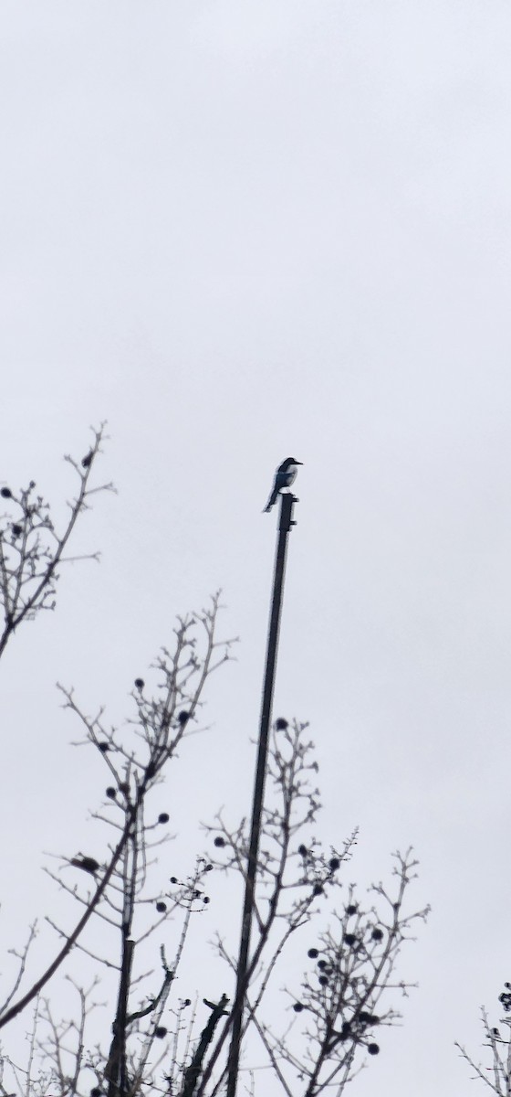 ユーラシアカササギ - ML646679006