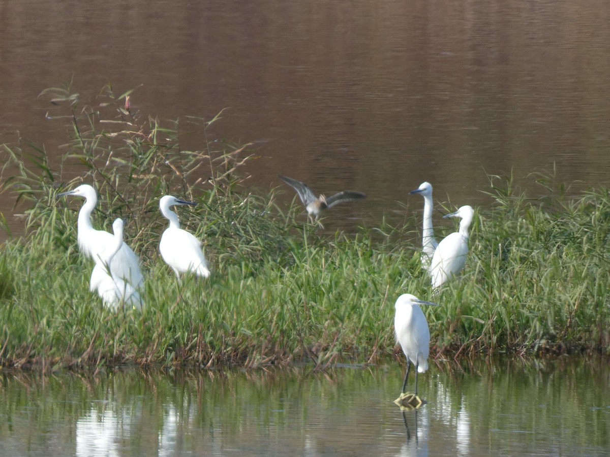 Common Snipe - ML646679014