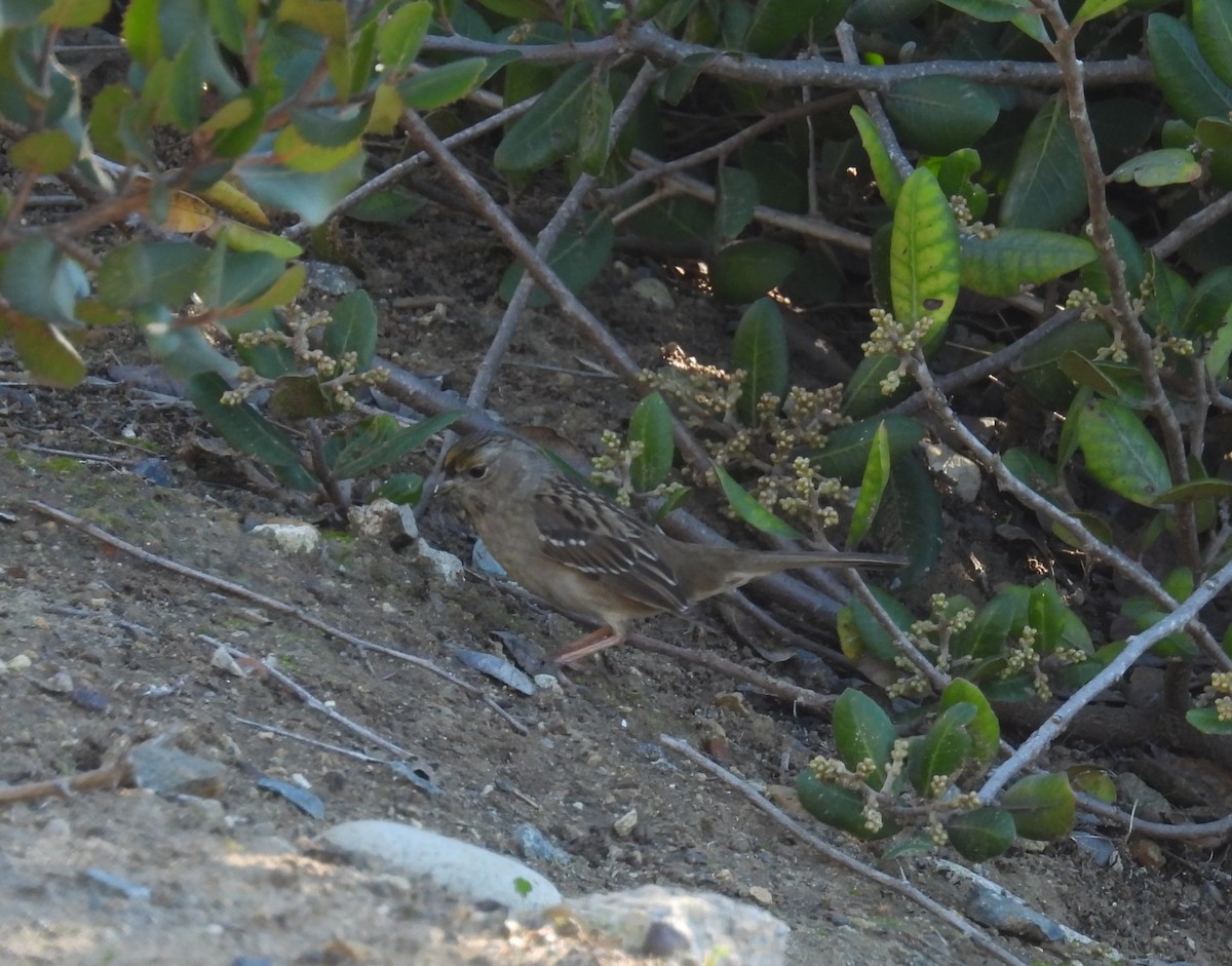 Golden-crowned Sparrow - ML646679016
