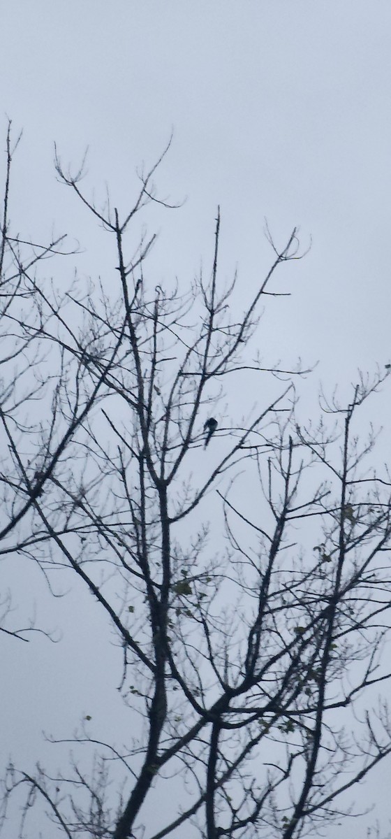 ズキンガラス - ML646679021