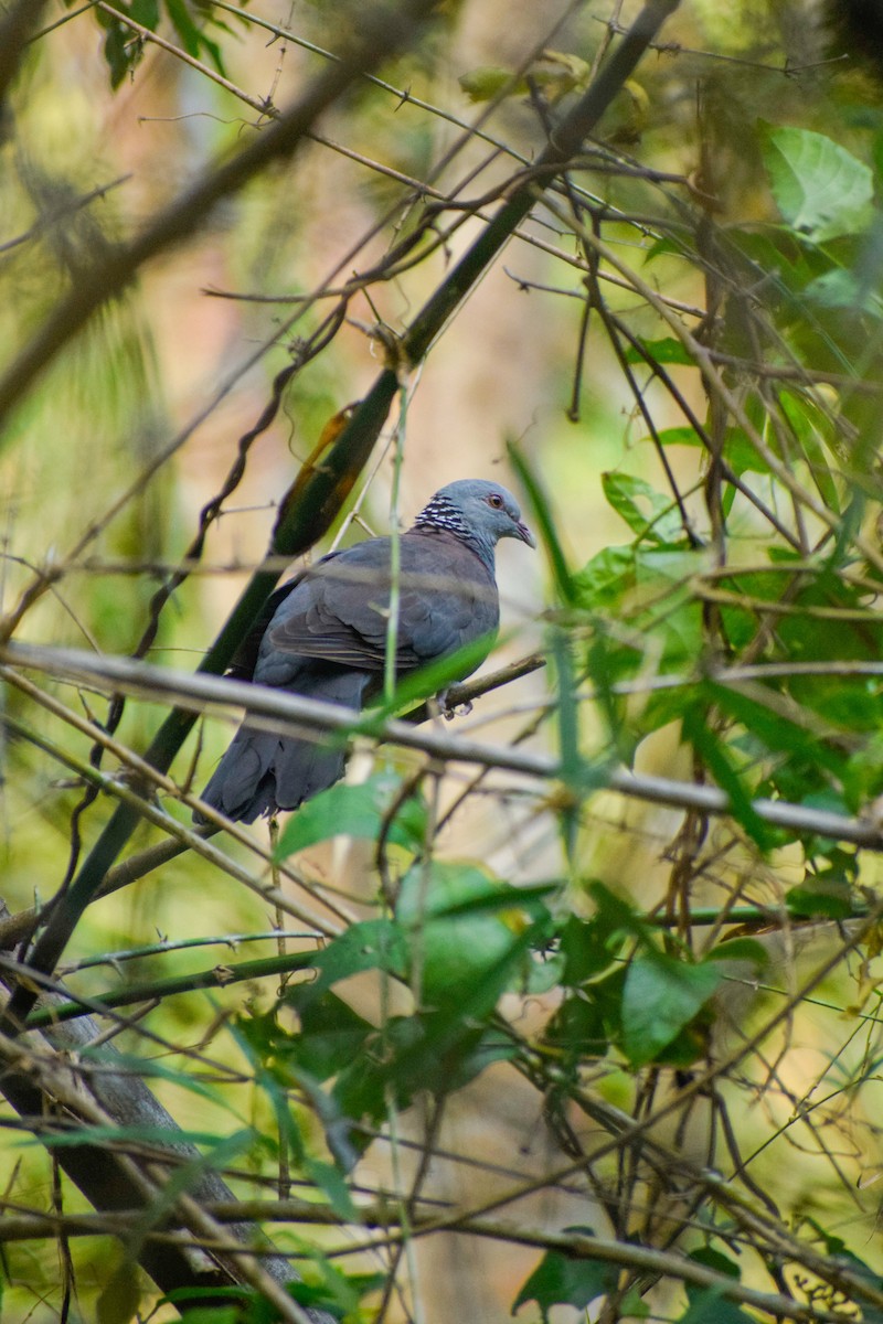 Nilgiri Wood-Pigeon - ML646679024