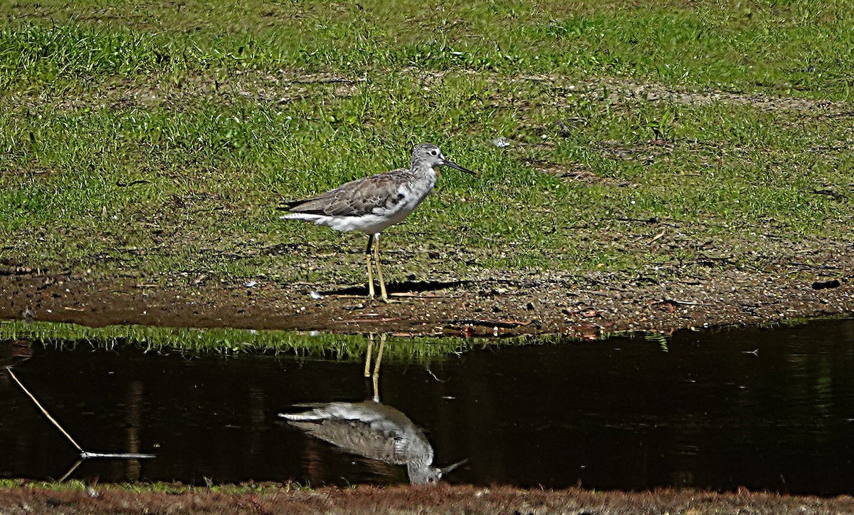 Grünschenkel - ML646679025