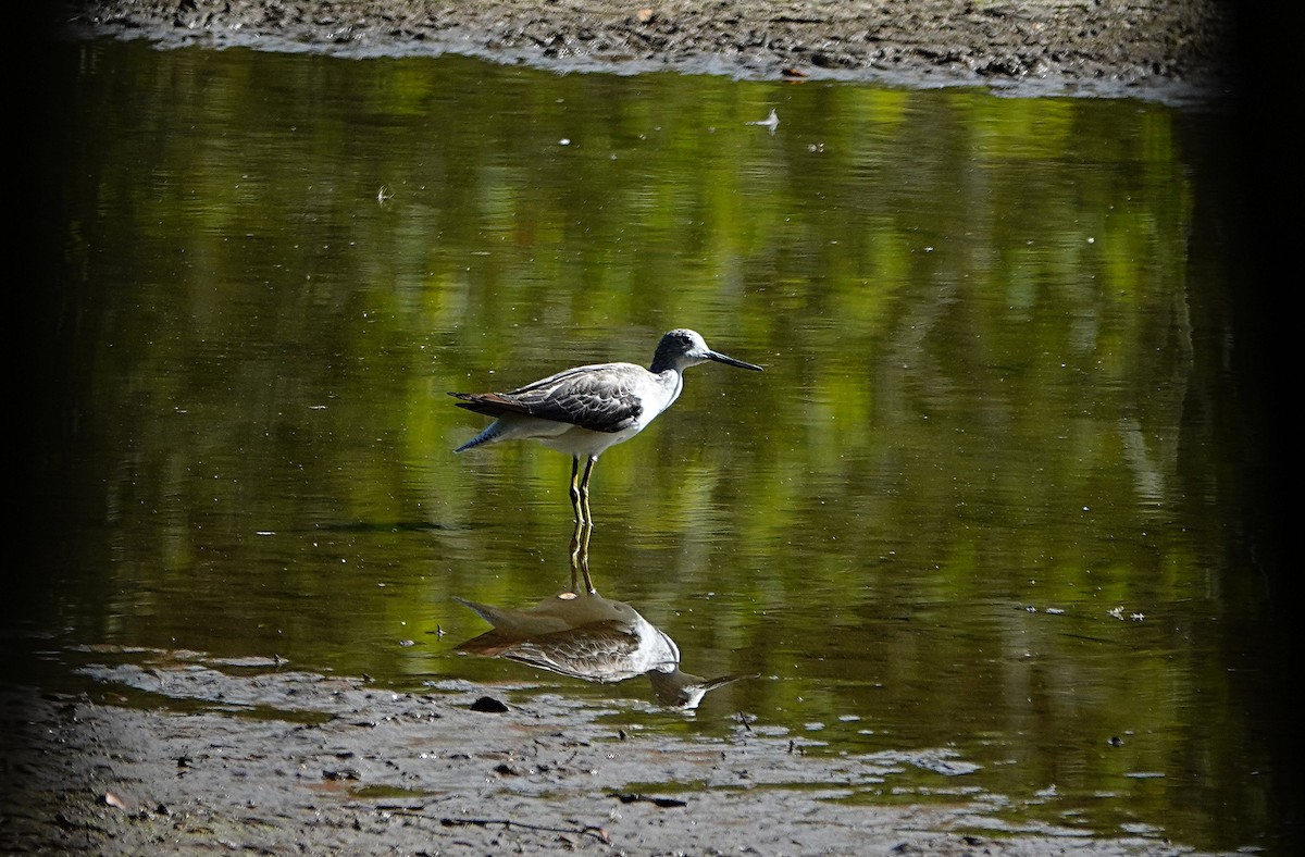 Grünschenkel - ML646679026