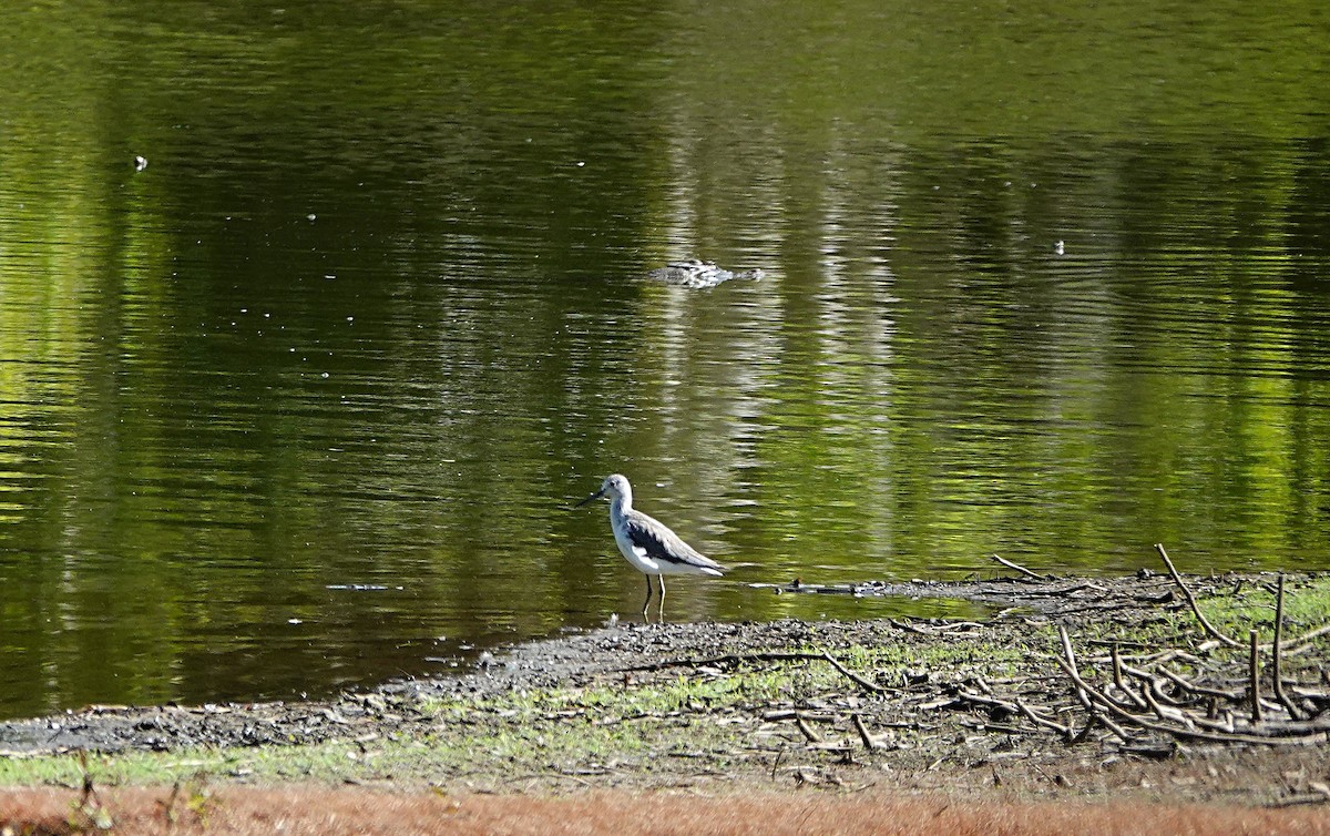 Grünschenkel - ML646679027