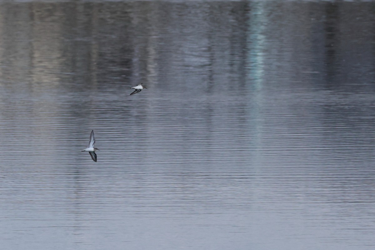 Piovanello pancianera - ML646679028