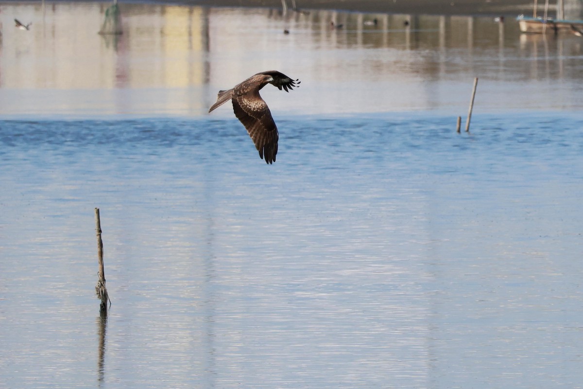 Nibbio bruno - ML646679029