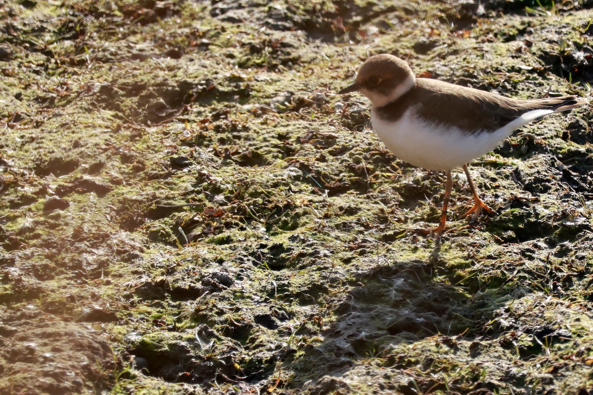 Corriere piccolo - ML646679031