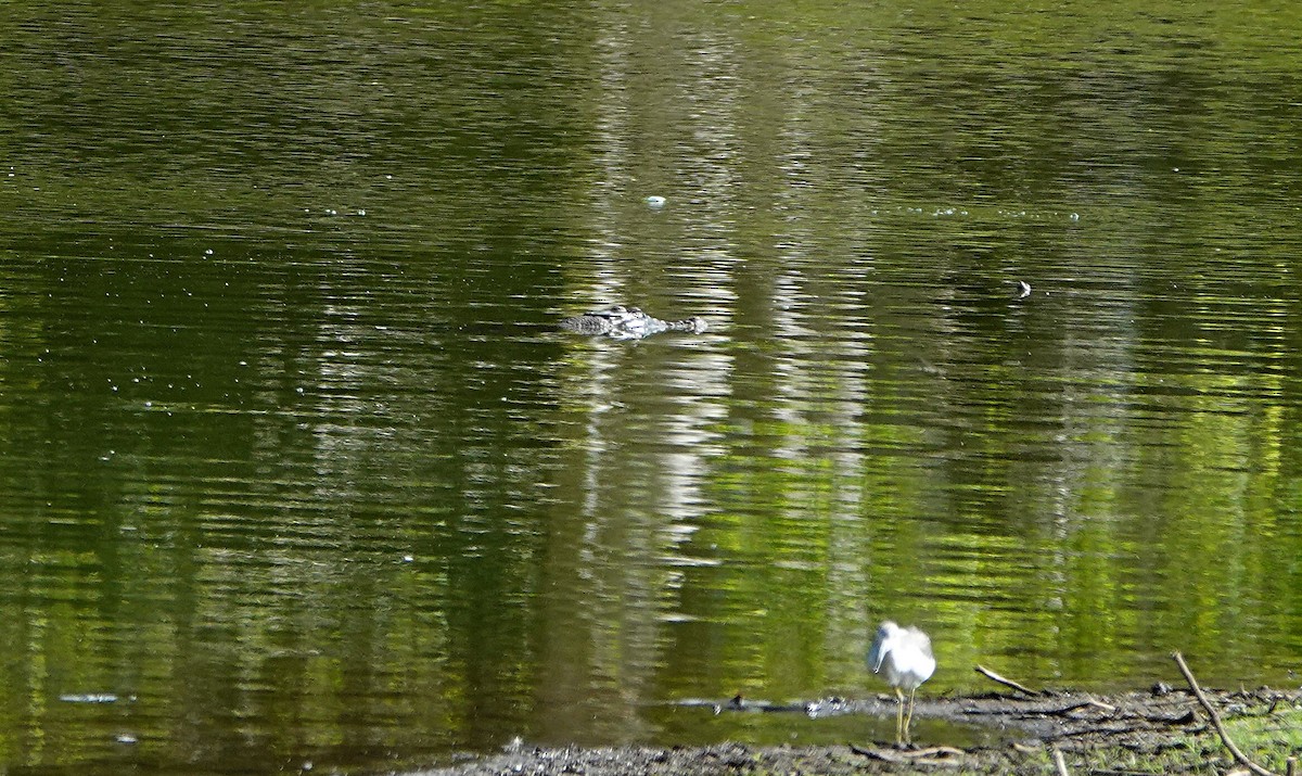 Australienkrokodil - ML646679032