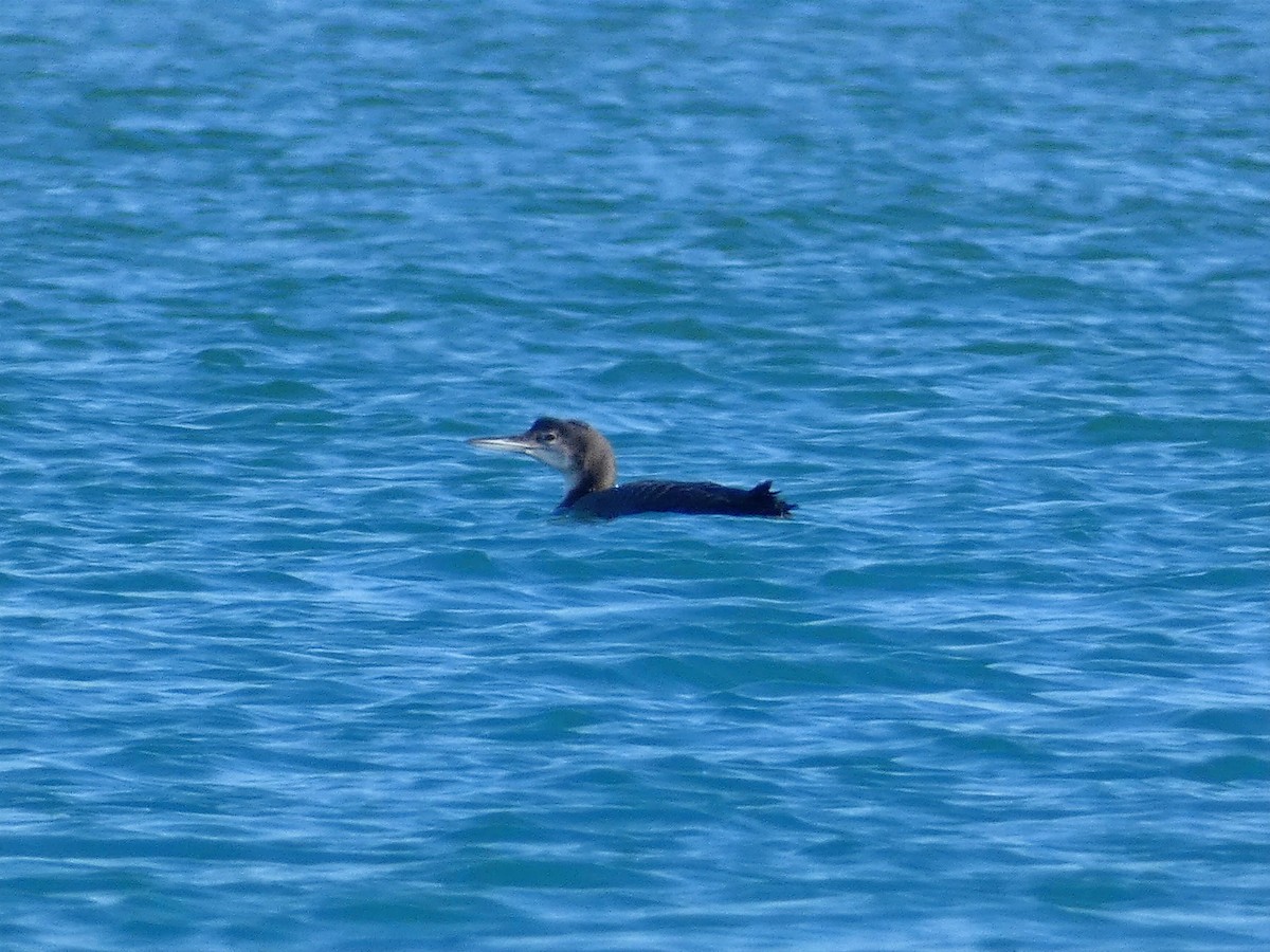 Common Loon - ML646679033