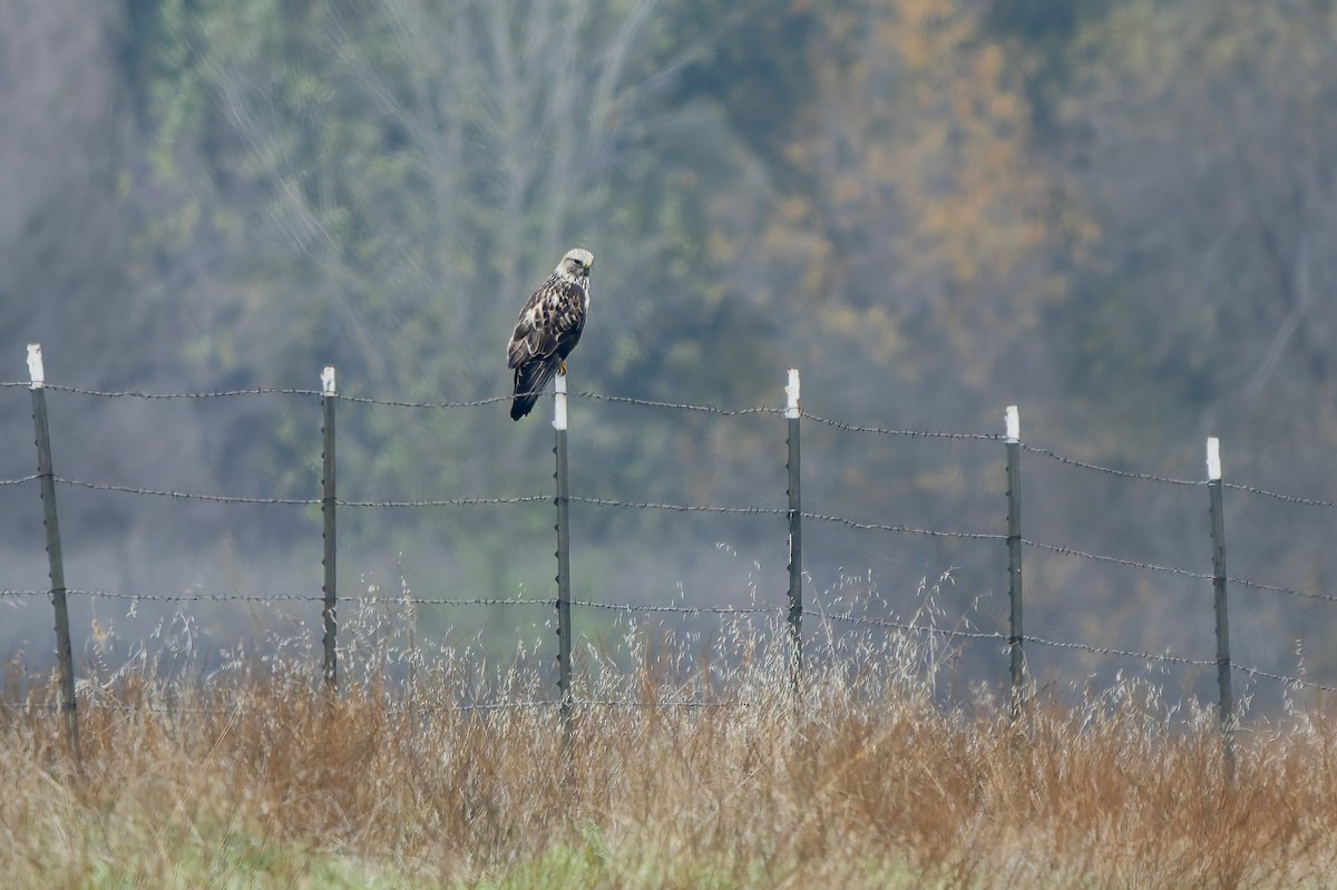 Poiana calzata - ML646679043