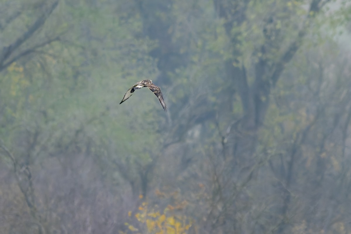 Poiana calzata - ML646679044