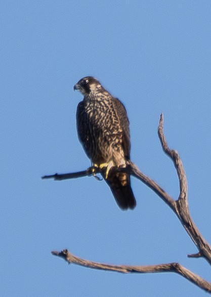 遊隼 - ML646679048