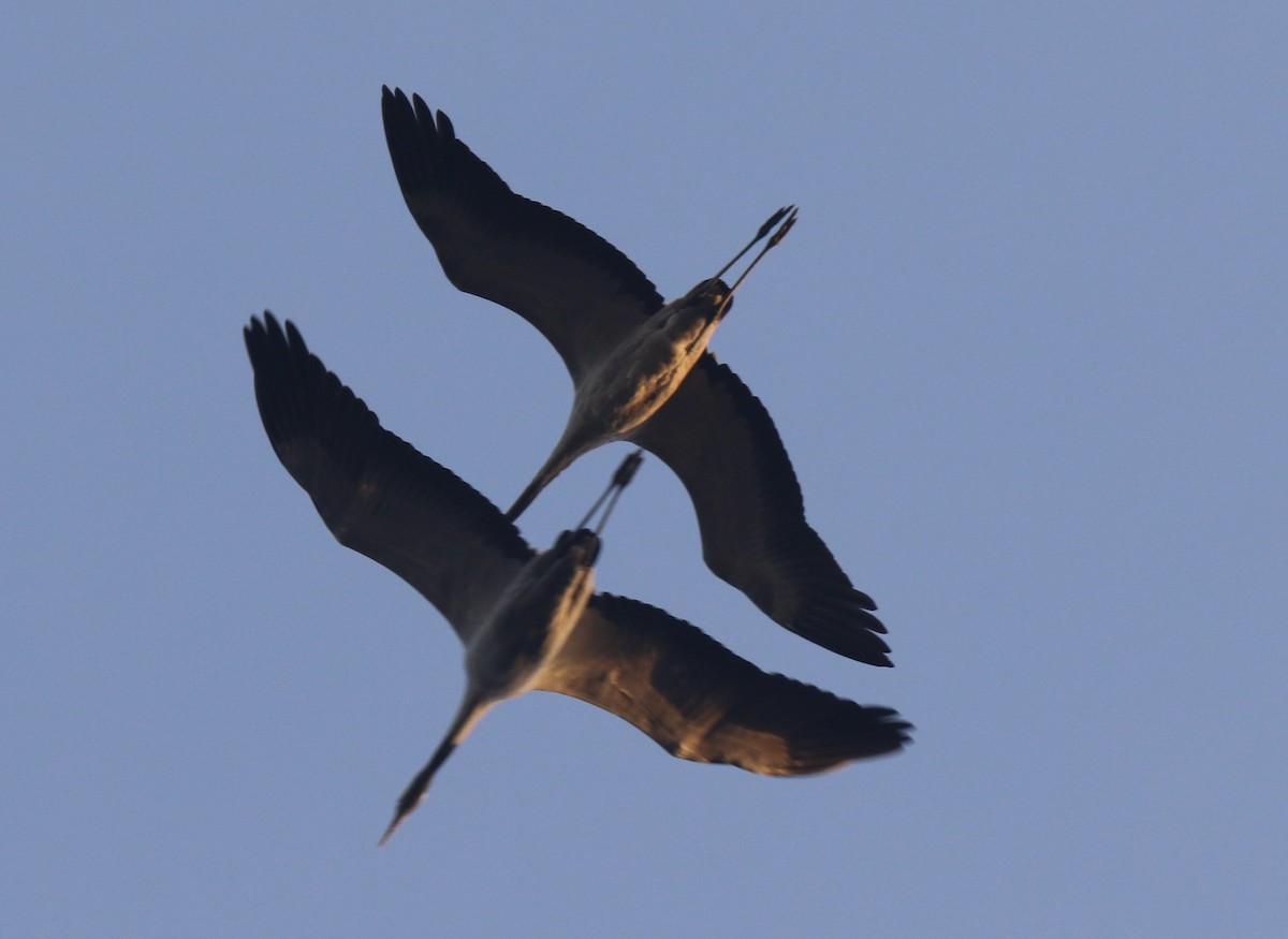 灰鶴 - ML646679049